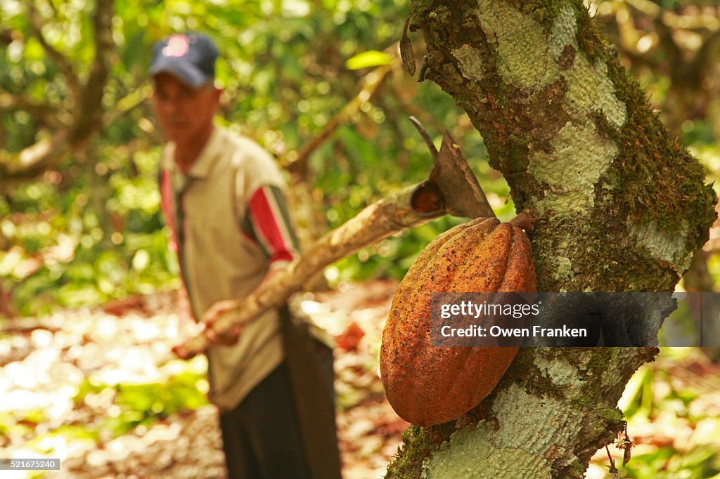 Harvesting a Cacao Pod