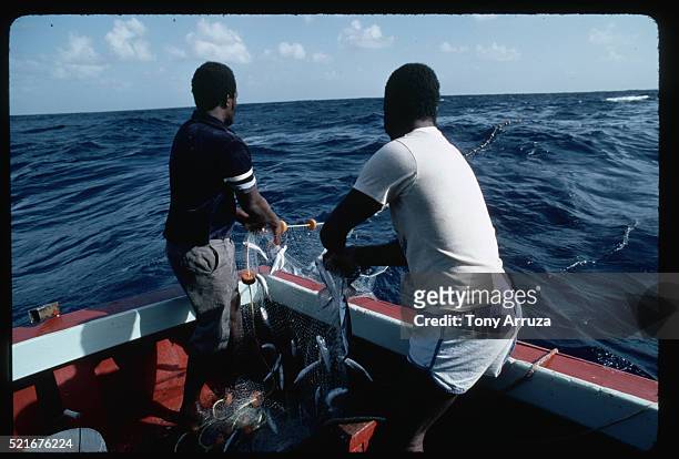 netting flying fish, barbados - fish barbados stock pictures, royalty-free photos & images