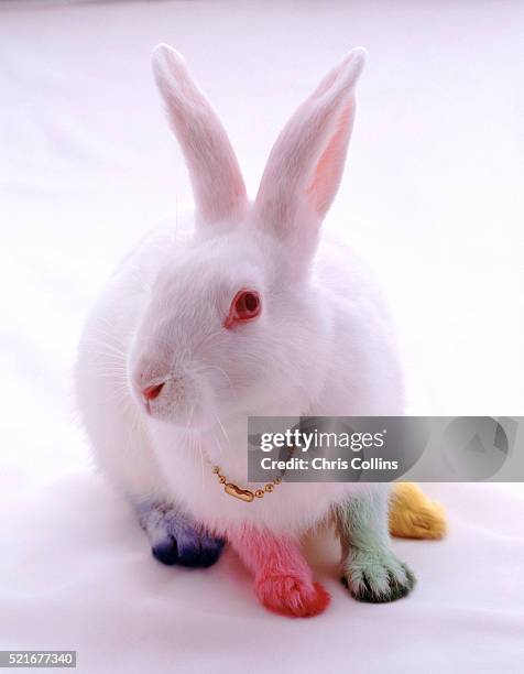 bunny with colored feet - rabbits foot stock pictures, royalty-free photos & images