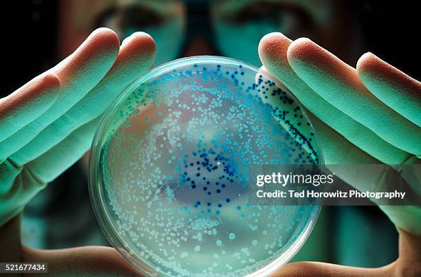 researcher with e coli bacteria - microbiología fotografías e imágenes de stock