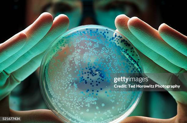 researcher with e coli bacteria - bacterie stockfoto's en -beelden