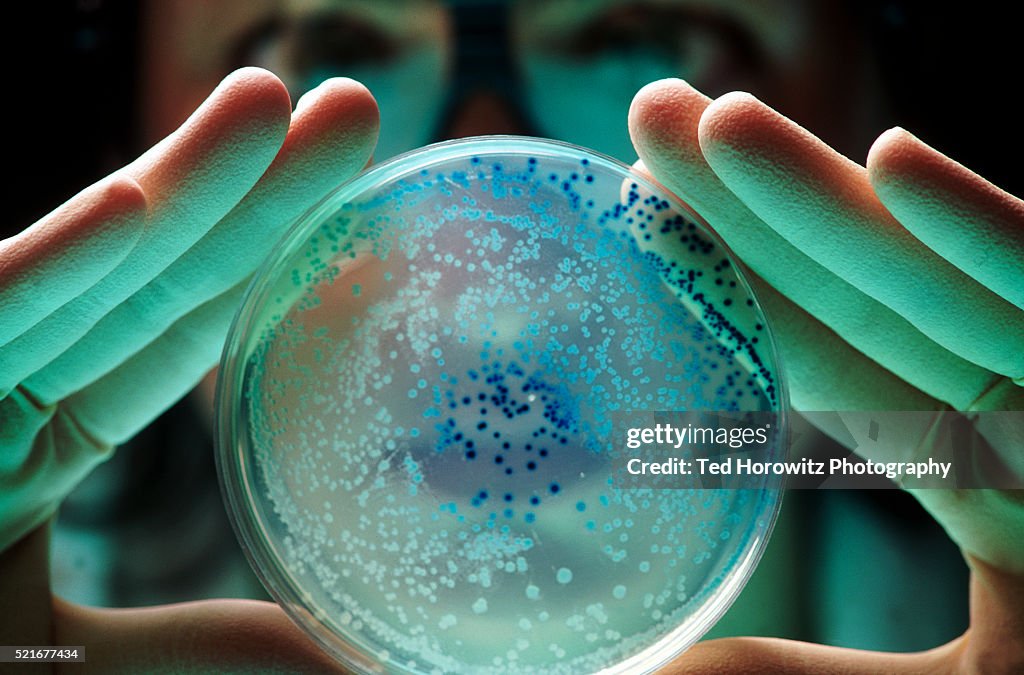 Researcher with E Coli bacteria