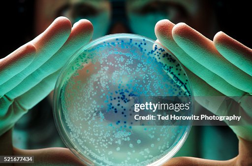 Researcher with E Coli bacteria Researcher with E Coli bacteria