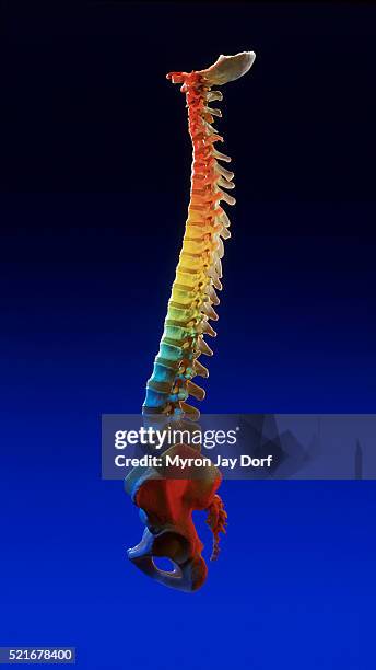 spinal spectrum - human vertebra 個照片及圖片檔