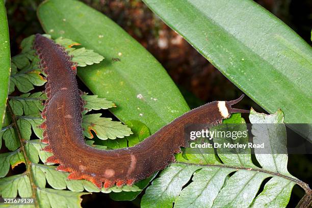peripatus or velvet worm - velvet worm stock pictures, royalty-free photos & images