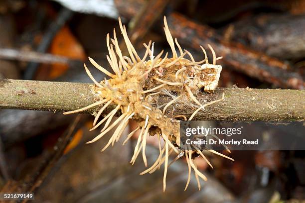 Charlie Insect Infection Dr Bug Photos and Premium High Res Pictures - Getty Images