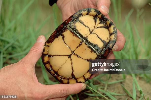 ventral view of a gulf coast box turtle enclosed in shell - box turtle fotografías e imágenes de stock