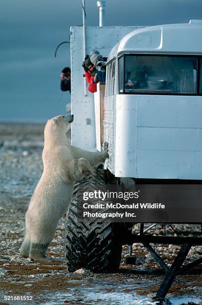 polar bear and tundra buggy - tundra buggy foto e immagini stock