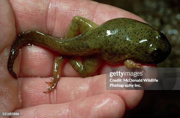 bullfrog tadpole in hand - kaulquappe stock-fotos und bilder