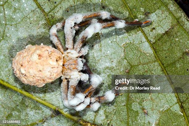 cordyceps fungus infecting a cricket - cordyceps stock pictures, royalty-free photos & images