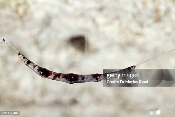 bioluminescent cave dwelling fungus gnat larva. - larva stock pictures, royalty-free photos & images
