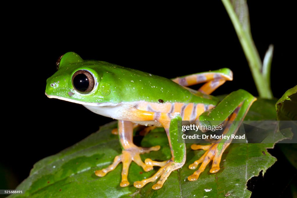 Tiger Striped Monkey Frog Phyllomedusa tomopterna