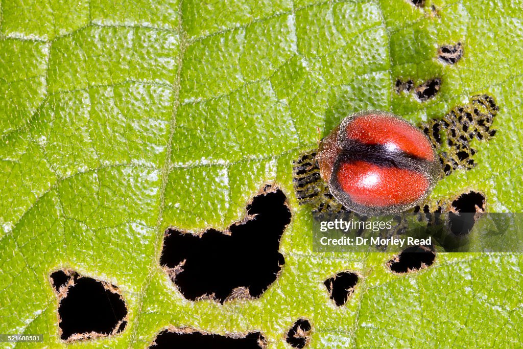 Leaf beetle (family Chrysomelidae)
