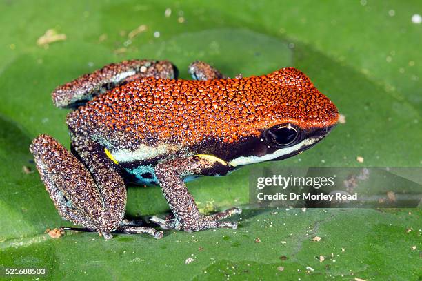 ruby poison frog (ameerega parvula), ecuador - warning coloration stockfoto's en -beelden