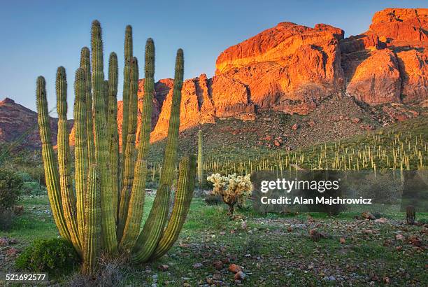 organ pipe cactus, national monument, arizona - organ pipe cactus national monument stockfoto's en -beelden