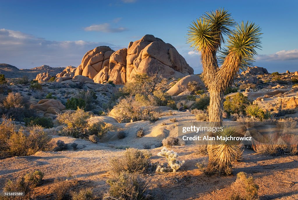 Joshua Tree National Park