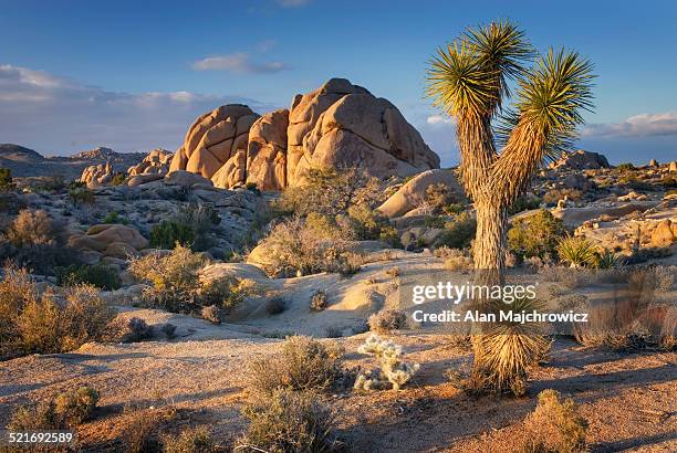 joshua tree national park - joshua tree bildbanksfoton och bilder