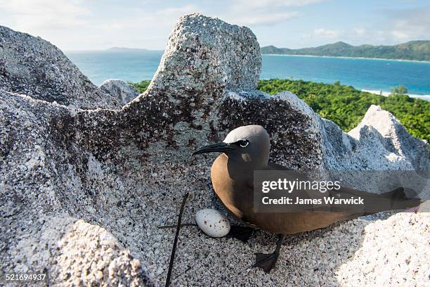 brown noddy with egg on granite boulder - noddy tern bird stock pictures, royalty-free photos & images