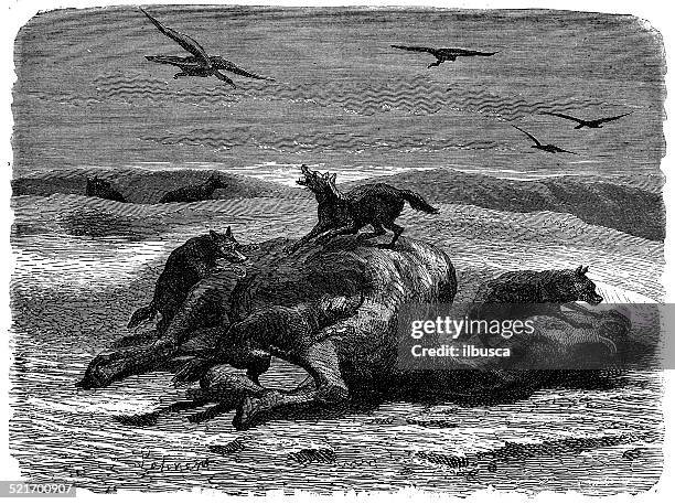 antique illustration of jackals eating dead camel - dead camel stock illustrations