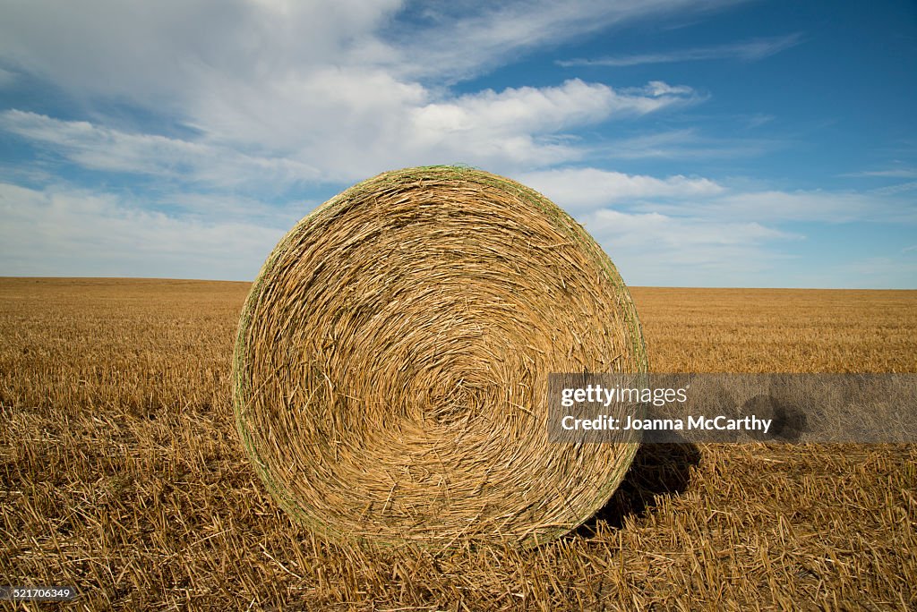 Hay