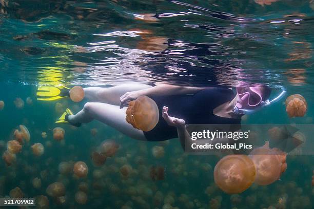 jellyfish lake, rock islands - palau - palau bildbanksfoton och bilder