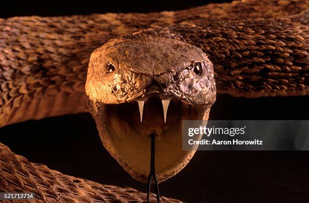 western diamondback rattlesnake - vipera foto e immagini stock