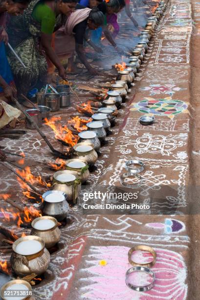 women celebrating pongal festival in tamil nadu, india - fumes cooking stock pictures, royalty-free photos & images