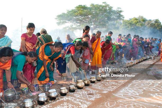 women celebrating pongal festival in tamil nadu, india - pongal festival stock-fotos und bilder