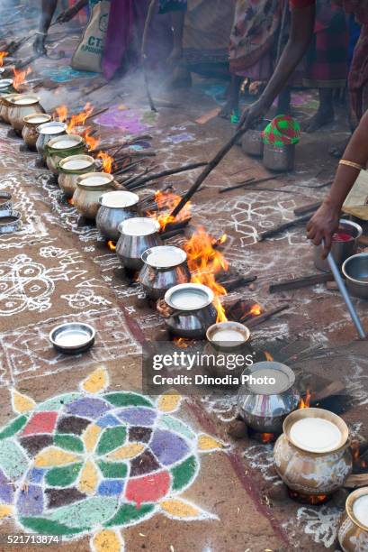 women celebrating pongal festival in tamil nadu, india - fumes cooking stock pictures, royalty-free photos & images