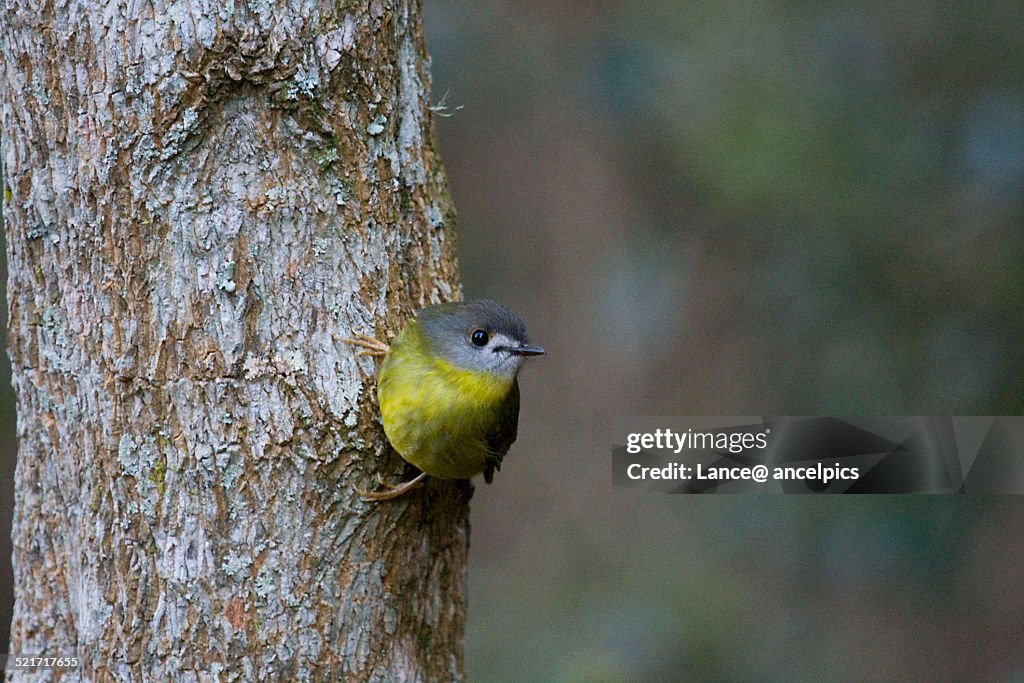 Pale Yellow Robin clinging to a tree trunk