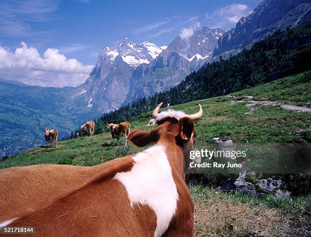 1,470 Cow Rear View Stock Photos, High-Res Pictures, and Images - Getty ...