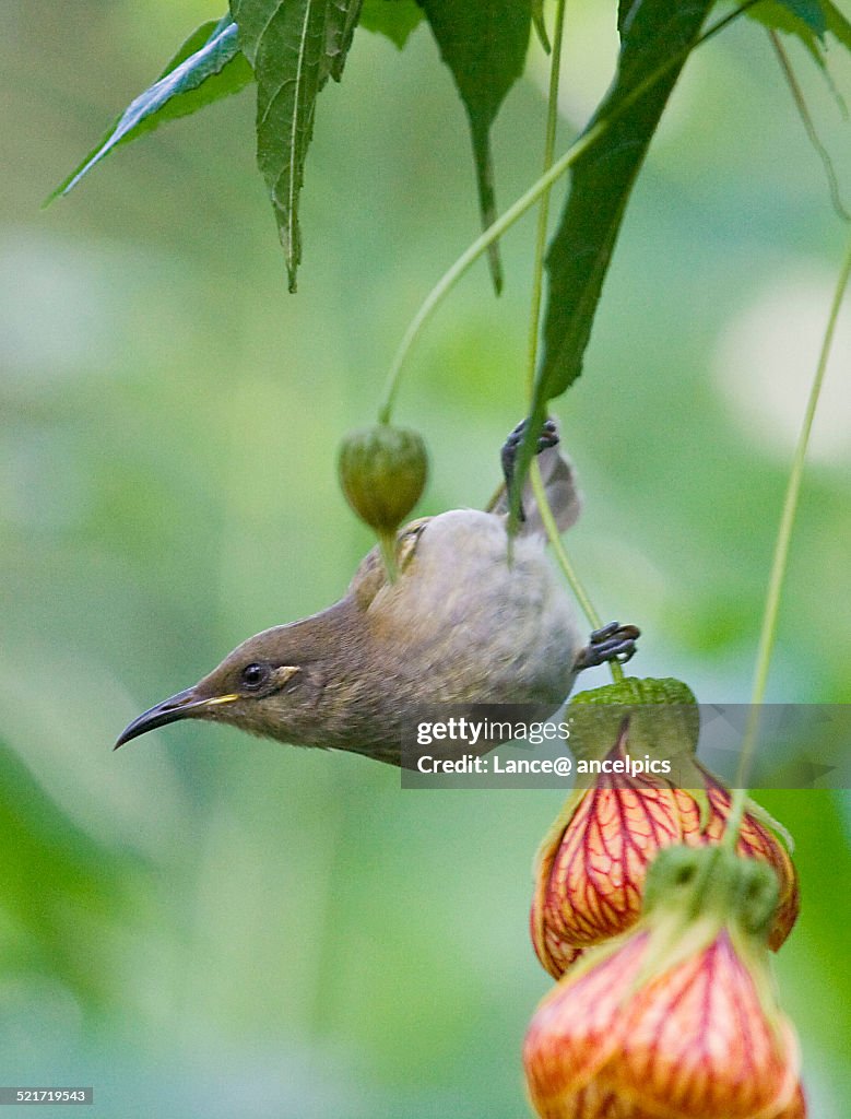 Brown Honeyeater on flower stem.