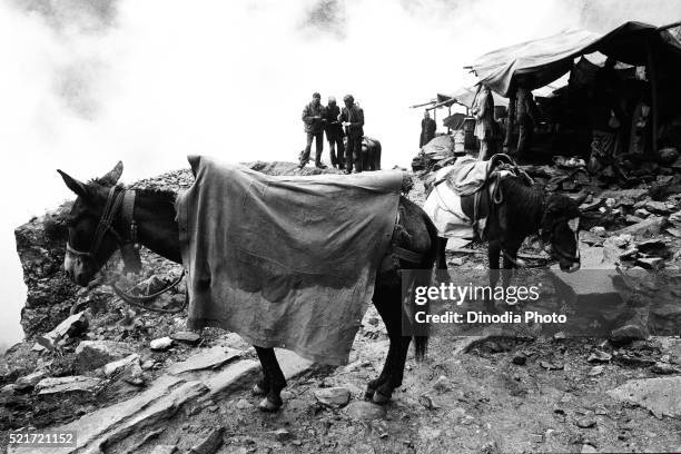 pony in raincoat valley of flowers ghangaria, garhwal, uttarakhand, india, asia, 1978 - valley of flowers uttarakhand stock pictures, royalty-free photos & images