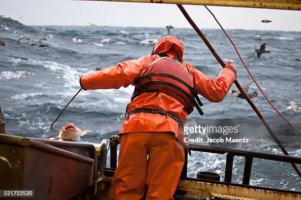 fisherman bringing in a pacific cod fish - pacific cod foto e immagini stock