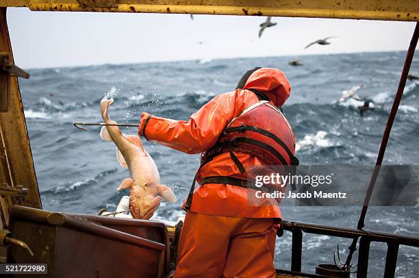 Pacific Cod Hunting 92 Pacific Cod Stock Photos, High-Res Pictures, and Images - Getty Images