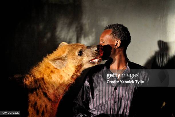 man feeds hyena in harar, ethiopia - hyena bildbanksfoton och bilder
