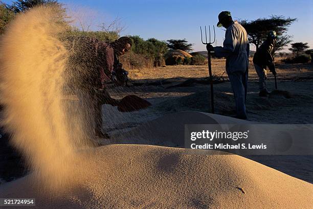 men winnowing teff - mojo stock pictures, royalty-free photos & images