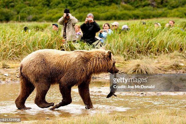 tourists photographing grizzly bear carrying salmon - parco nazionale di katmai foto e immagini stock