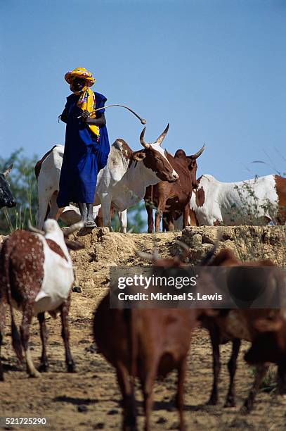 herder standing with cattle - michael futa stock pictures, royalty-free photos & images