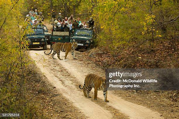 bengal tigers crossing road - bandhavgarh national park stock pictures, royalty-free photos & images