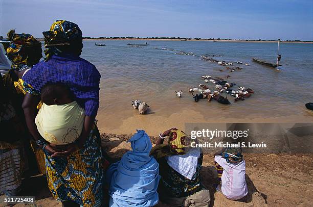 watching cattle crossing river - michael futa stock pictures, royalty-free photos & images