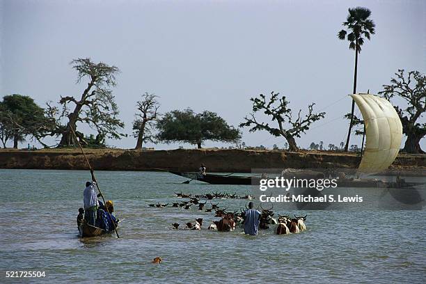 herding cattle across a river - michael futa stock pictures, royalty-free photos & images