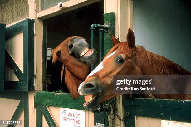 laughing horses - funny horses fotografías e imágenes de stock