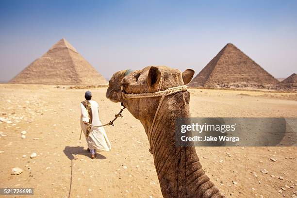 camel ride giza plateau, egypt - gizeh stock pictures, royalty-free photos & images