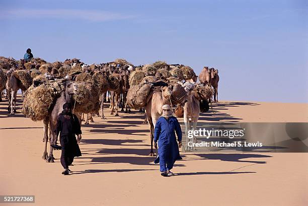 camel caravan traveling through sahara desert - touareg stock-fotos und bilder