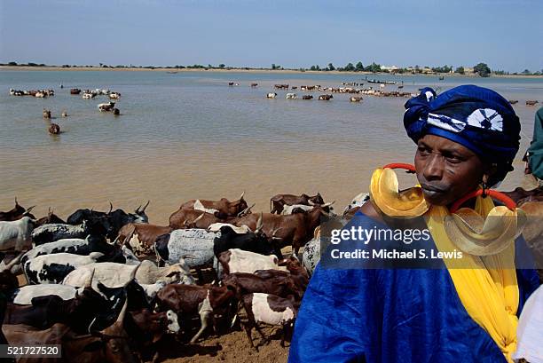 cattle crossing river - niger river stock pictures, royalty-free photos & images