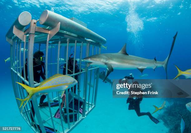 shark cage offers protection. - scuba diving with shark stock pictures, royalty-free photos & images
