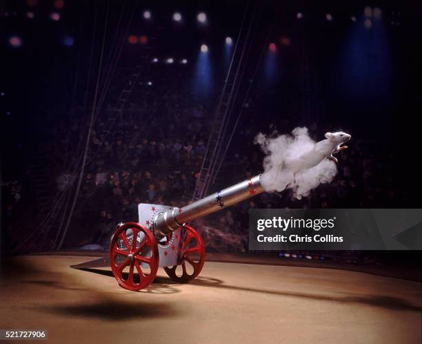 daredevil mouse - artillery stock pictures, royalty-free photos & images