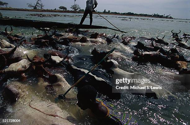 herding cattle across river - michael futa stock pictures, royalty-free photos & images