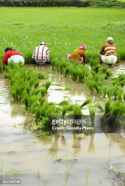 people working in paddy field during monsoon at malshej ghat, maharashtra, india - malshej ghat stockfoto's en -beelden